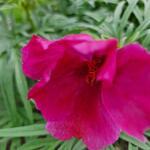 Paeonia tenuifolia  - Pioen