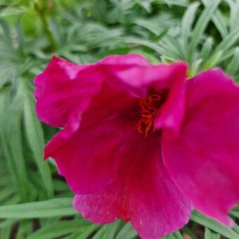 Paeonia tenuifolia