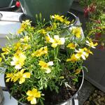 Tagetes tenuifolia 'Lemon Gem' - Sterafrikaantjes, Citrusafrikaantje