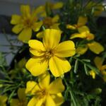 Tagetes tenuifolia 'Lemon Gem' - Sterafrikaantjes, Citrusafrikaantje