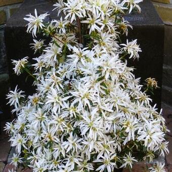 Rhododendron HORTINNO 'Evergreen White'