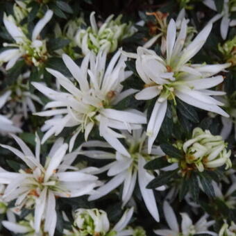 Rhododendron HORTINNO 'Evergreen White'