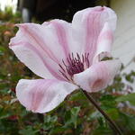 Clematis  'John Paul II' - Bosrank