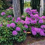 Rhododendron ponticum 'Roseum' - Rododendron