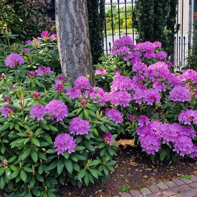 Rododendron - Rhododendron ponticum 'Roseum'