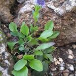 Globularia vulgaris - Kogelbloem