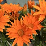 Gazania rigens 'Giant Deep Orange' - Middaggoud