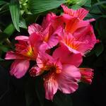 Alstroemeria COLORITA 'Theresa' - Incalelie