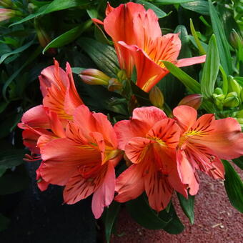 Alstroemeria COLORITA 'Amina'