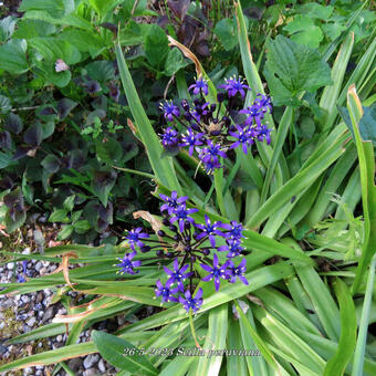 Scilla peruviana