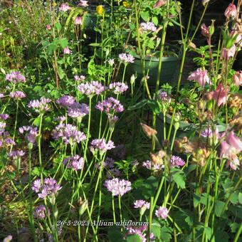 Allium uniflorum