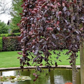 Fagus sylvatica 'Purpurea Pendula'