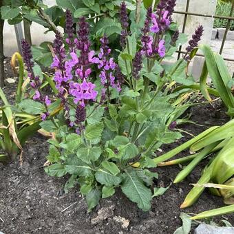 Salvia nemorosa 'MARVEL Rose'