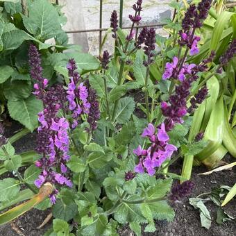 Salvia x sylvestris 'Rose Marvel'