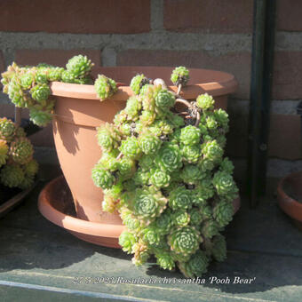 Rosularia chrysantha 'Pooh Bear'