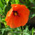 Papaver dubium