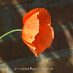 Papaver dubium - Bleke klaproos