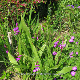 Bletilla striata purple variegated