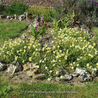 Helianthemum 'Elfenbeinglanz'