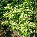 Cornus kousa 'Robert's Selectie' - Japanse kornoelje