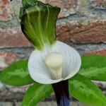 Arisaema sikokianum - Japanse aronsstaf