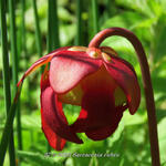 Sarracenia rubra - Vleesetende plant, trompetbekerplant