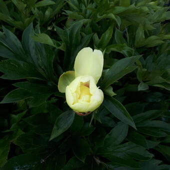 Paeonia itoh 'Bartzella'