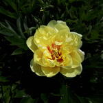 Paeonia itoh 'Bartzella' - Pioen