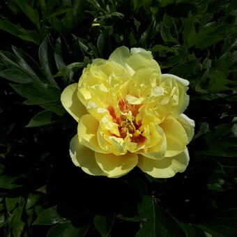 Paeonia itoh 'Bartzella'