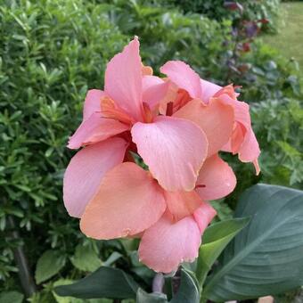 Canna x generalis 'CANNOVA Mango'