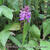 Dactylorhiza fuchsii x praetermissa