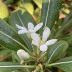 Pittosporum tobira 'Tall 'n' Tough' - Australische laurier