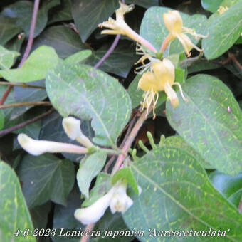 Lonicera japonica 'Aureoreticulata'