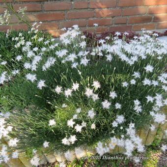 Dianthus plumarius