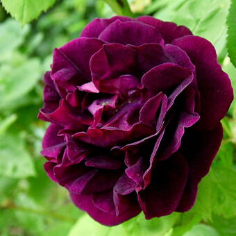 Rosa 'Souvenir du Dr Jamain'