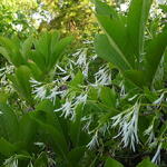 Chionanthus virginicus - Sneeuwvlokkenboom