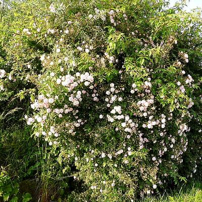 Roos, rambler - Rosa 'Paul's Himalayan Musk Rambler'