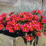 Calibrachoa 'Rave Cherry' - Mini petunia