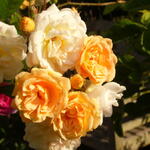 Rosa 'Ghislaine de Feligonde' - Roos, klimroos - Rosa 'Ghislaine de Feligonde'