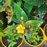 Hypericum 'MIRACLE Night' - Hertshooi