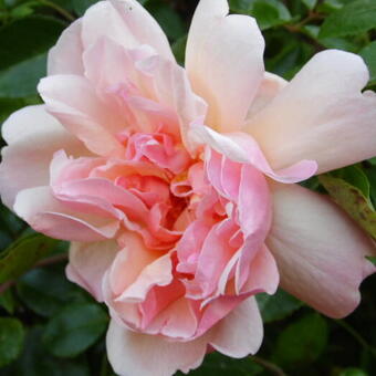 Rosa 'Leontine Gervais'