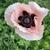 Papaver orientale 'Prinzessin Victoria Louise'