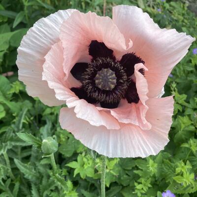 Oosterse papaver - Papaver orientale 'Prinzessin Victoria Louise'