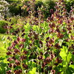 Baptisia australis  'DECADENCE Dutch Chocolate' - Valse indigo