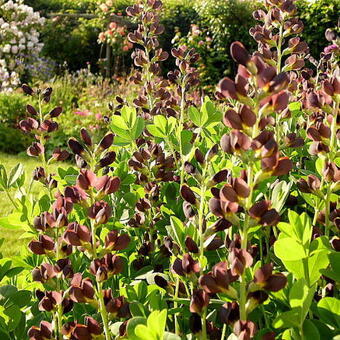 Baptisia australis  'DECADENCE Dutch Chocolate'