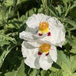 Cistus x purpureus 'Alan Fradd' - Rotsroos - Cistus x purpureus 'Alan Fradd'