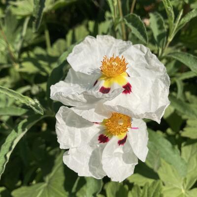 Rotsroos - Cistus x purpureus 'Alan Fradd'