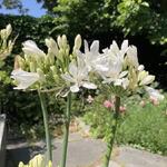 Agapanthus 'AMOURETTE Big White' - Afrikaanse lelie