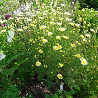 Anthemis tinctoria 'Lemon Ice'