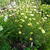 Anthemis tinctoria 'Lemon Ice'